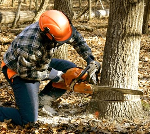 Tree Removal in Benjamin, TX